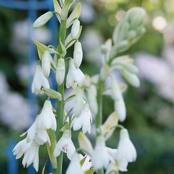 Kap-Hyazinthe (Galtonia candicans)