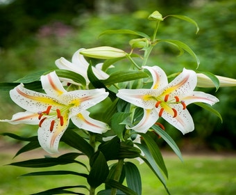Lilie (Lilium 'Garden Party')