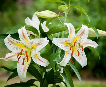 Lilie (Lilium 'Garden Party')