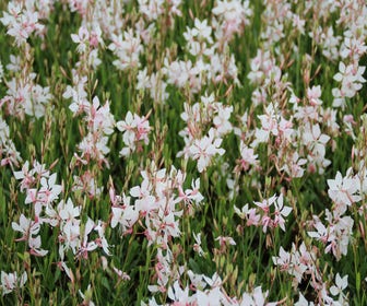 Prachtkerze (Gaura lindheimeri 'Short Form')