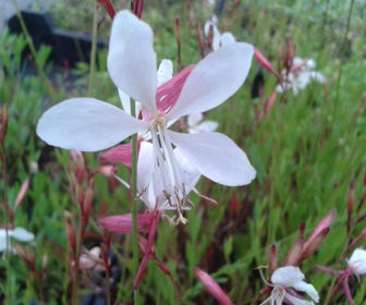 Lindheimer's Kerze (Gaura lindheimeri)