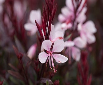 Prachtkerze (Gaura lindheimeri 'Gaudi Pink')
