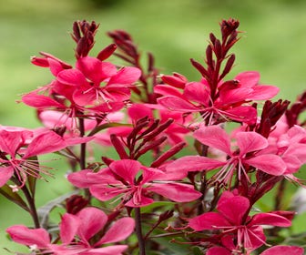 Prachtkerze (Gaura lindheimeri 'Gaudi Red')