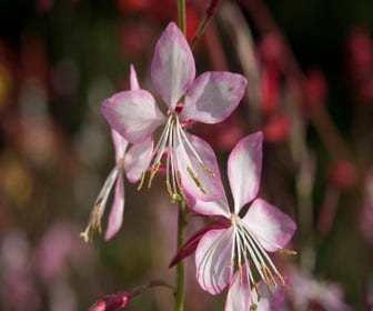 Prachtkerze (Gaura lindheimeri 'Rosy Jane')