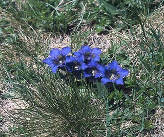Gentiane (Gentiana acaulis)
