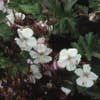 Storchschnabel (Geranium cantabrigiense 'Biokovo')
