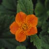 Nagelkraut (Geum coccineum 'Borisii') BIO