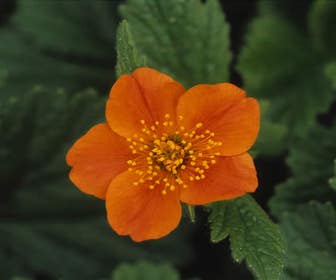 Nagelkraut (Geum coccineum 'Borisii') BIO
