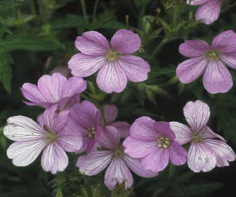 Storchschnabel (Geranium endressii 'Wargrave Pink')