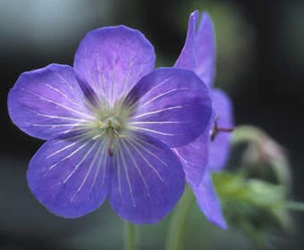 Storchschnabel 'Johnson's Blue'