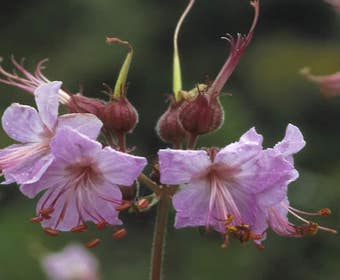 Storchschnabel (Geranium macrorrhizum)