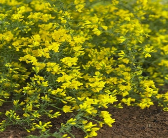 Heideginster (Genista lydia)