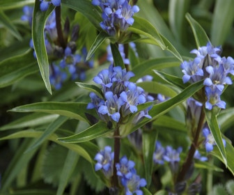 Gentiane (Gentiana cruciata)