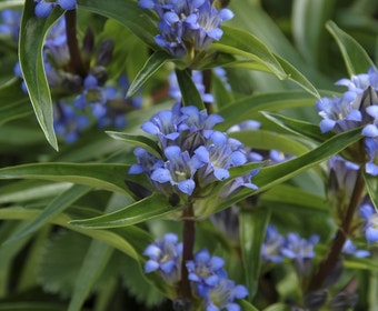 Gentiane (Gentiana cruciata)