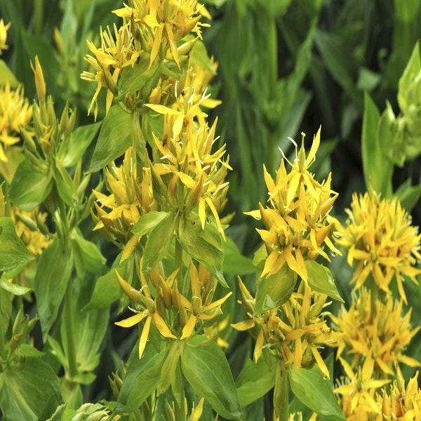 Gentiane (Gentiana lutea)
