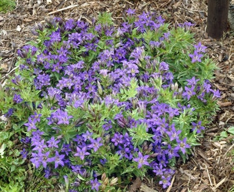 Gentiane (Gentiana septemfida lagodechiana)