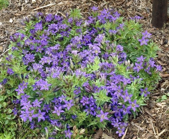 Gentiane (Gentiana septemfida lagodechiana)