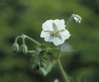 Storchschnabel (Geranium phaeum 'Album')