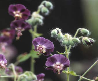 Storchschnabel (Geranium phaeum)