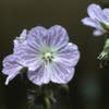 Storchschnabel (Geranium pratense 'Mrs Kendall Clark')