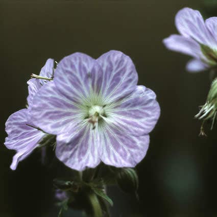 Storchschnabel (Geranium pratense 'Mrs Kendall Clark')