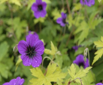 Storchschnabel (Geranium 'Ann Folkard')