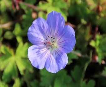 Storchschnabel (Geranium 'Azure Rush')