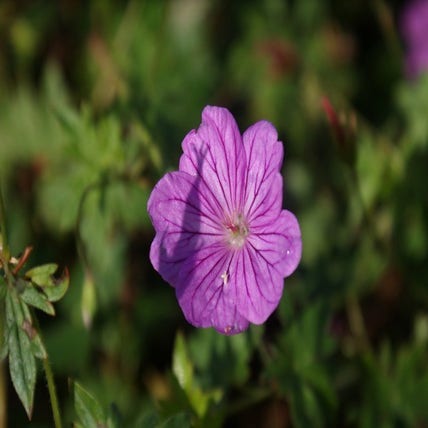 Geranium 'Blushing Turtle' (ooievaarsbek)