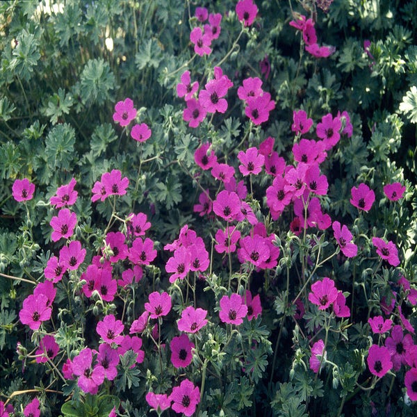 Storchschnabel (Geranium cinereum subcaulescens)