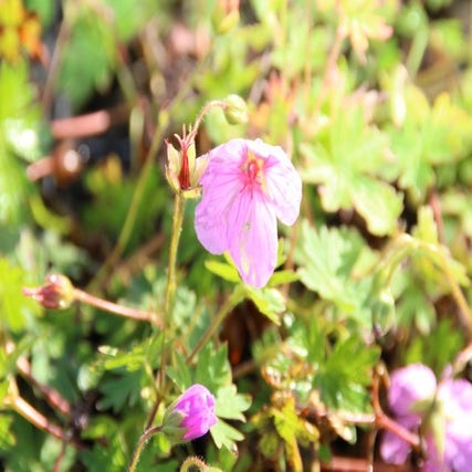 Geranium 'Dilys' (Ooievaarsbek)