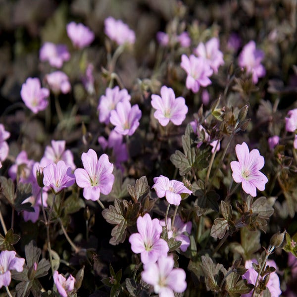 Storchschnabel (Geranium 'Dusky Crug')