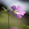 Storchschnabel (Geranium endressii)