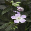 Storchschnabel (Geranium maculatum 'Espresso')