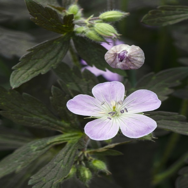 Storchschnabel (Geranium maculatum 'Espresso')