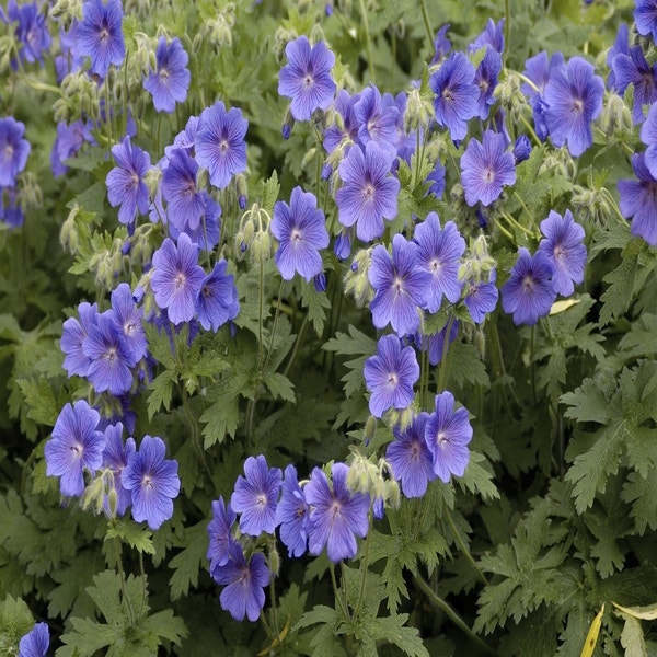 Storchschnabel (Geranium himalayense)