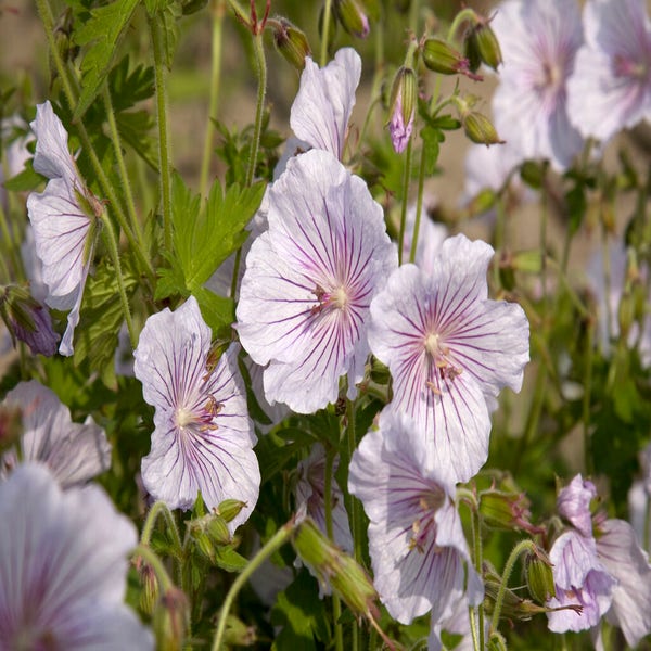 Storchschnabel (Geranium himalayense 'Derrick Cook')