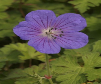 Storchschnabel (Geranium himalayense 'Gravetye')