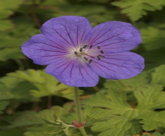 Storchschnabel (Geranium himalayense 'Gravetye')