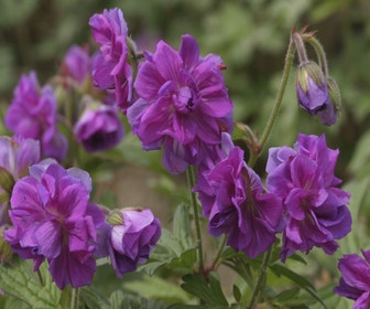 Storchschnabel (Geranium himalayense 'Plenum')