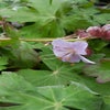 Storchschnabel (Geranium macrorrhizum 'Ingwersen's Variety')