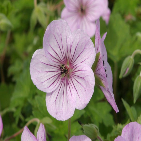 Storchschnabel (Geranium 'Joy')