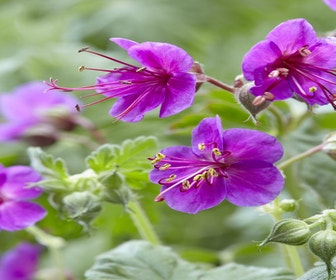 Storchschnabel (Geranium macrorrhizum 'Czakor')