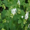 Storchschnabel (Geranium macrorrhizum 'White Ness')