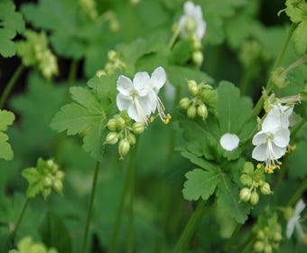 Storchschnabel (Geranium macrorrhizum 'White Ness')