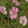 Storchschnabel (Geranium oxonianum 'Rose Clair')