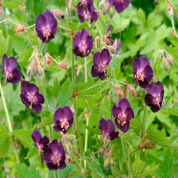 Storchschnabel (Geranium phaeum 'Raven')