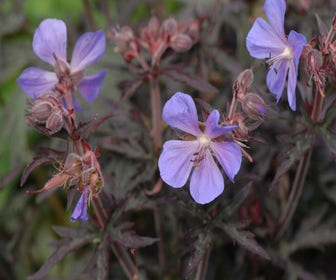 Storchschnabel (Geranium pratense 'Midnight Reiter')