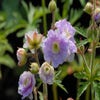 Storchschnabel (Geranium pratense 'Summer Skies')