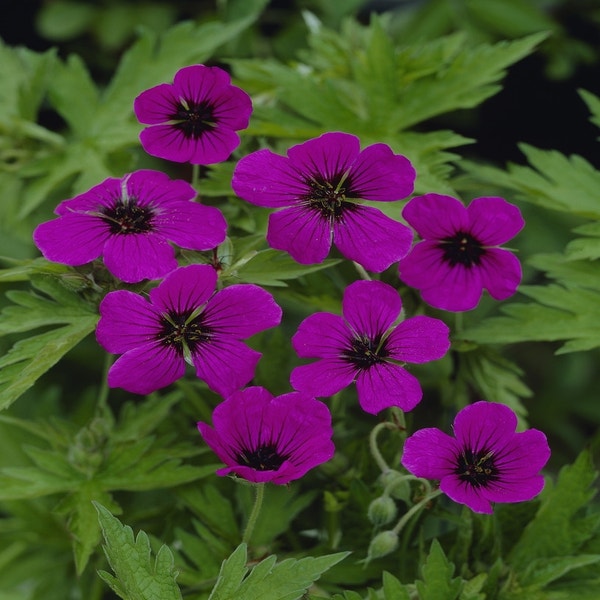 Storchschnabel (Geranium psilostemon)