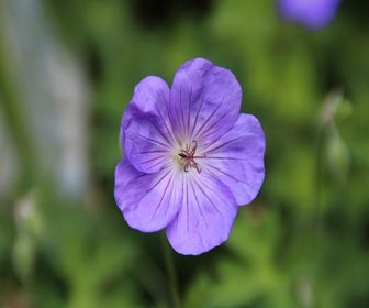 Storchschnabel (Geranium 'Rozanne')